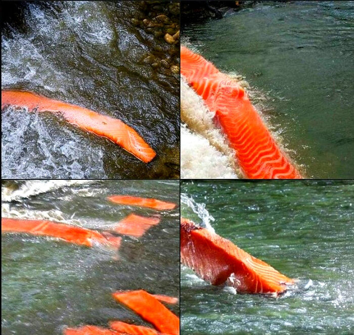 An AI-Generated Image Of Salmon Swimming Down A River