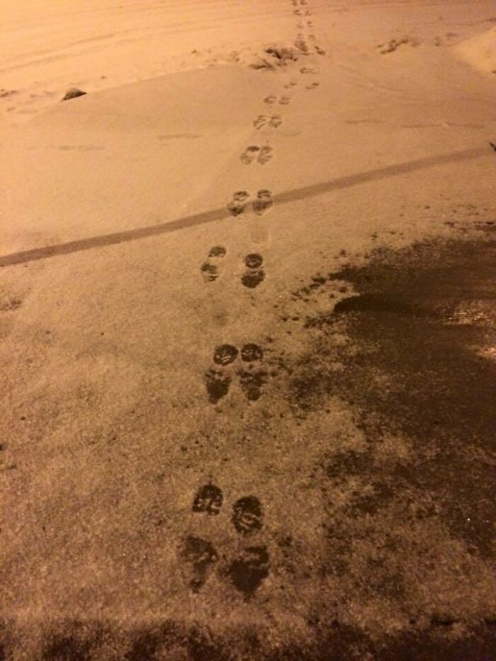 One Of My Favorite Things About Winter; Walking Next To Someone's Footprints While Matching Opposite Feet. This Way The Next Person Will Be Mildly Confused As To Why The Last Person Was Hopping Along