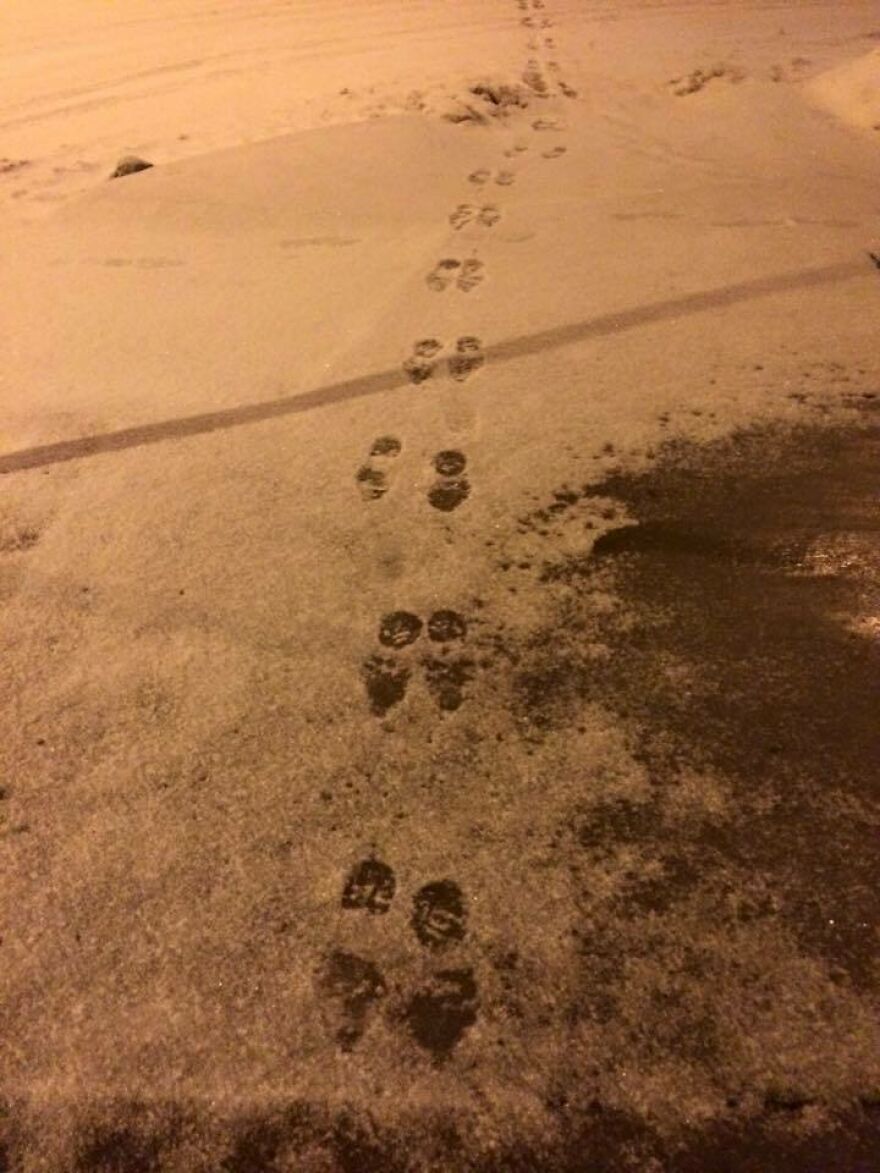 Rabbit footprints in the snow at night, an amusing thing that will improve your day by at least 1%.
