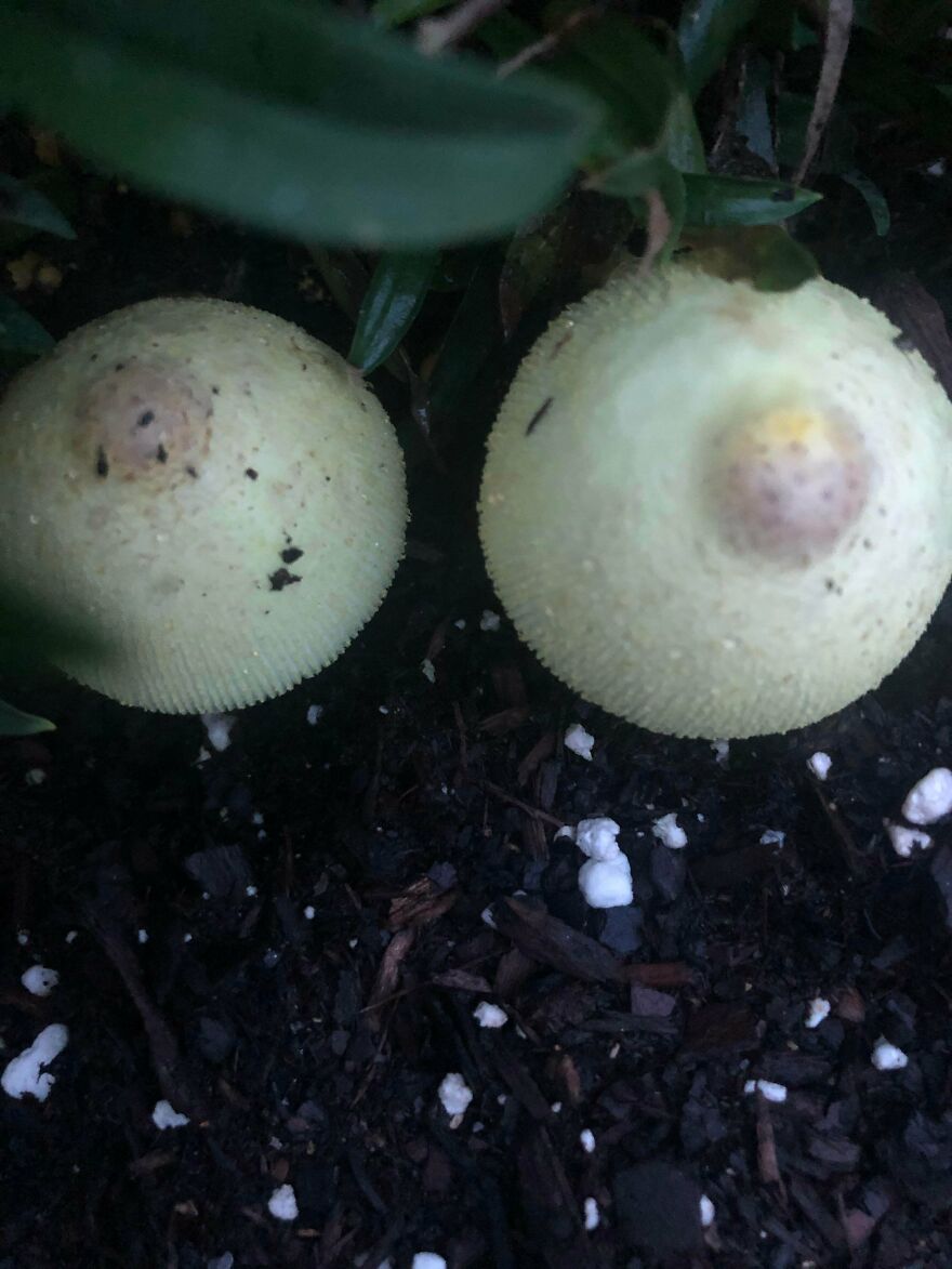 Two pale, round mushrooms with textured caps growing from dark soil, illustrating mildly amusing things.