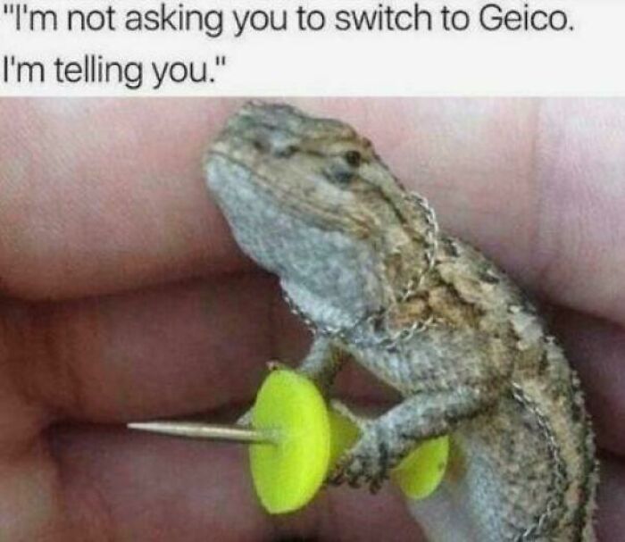A tiny lizard holding a thumbtack like a weapon, with text reading, 'I'm not asking you to switch to Geico. I'm telling you.' This is one of many ancient memes that still crack people up.
