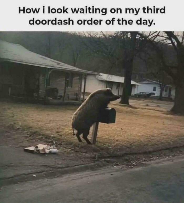 A wild boar standing by a mailbox, with text about waiting on a third DoorDash order, a funny ancient meme.