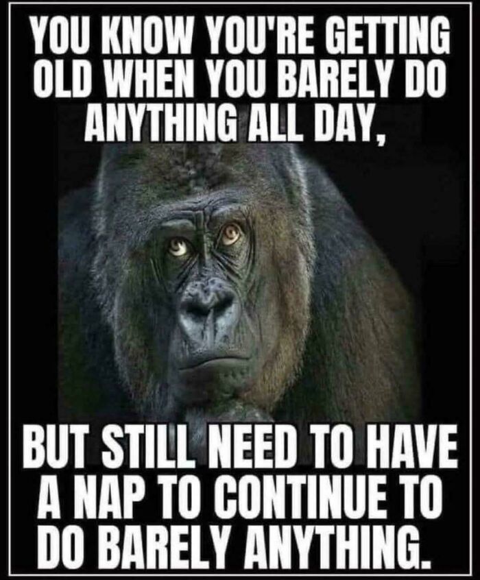 A gorilla looking tired, with text about getting old and needing naps, a relatable ancient meme.