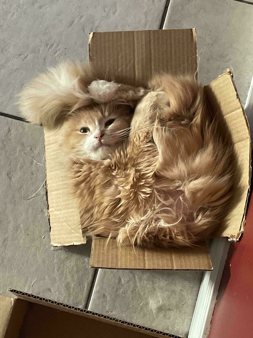 A fluffy orange derpy cat curled up in a cardboard box, looking cute and assembled wrong.