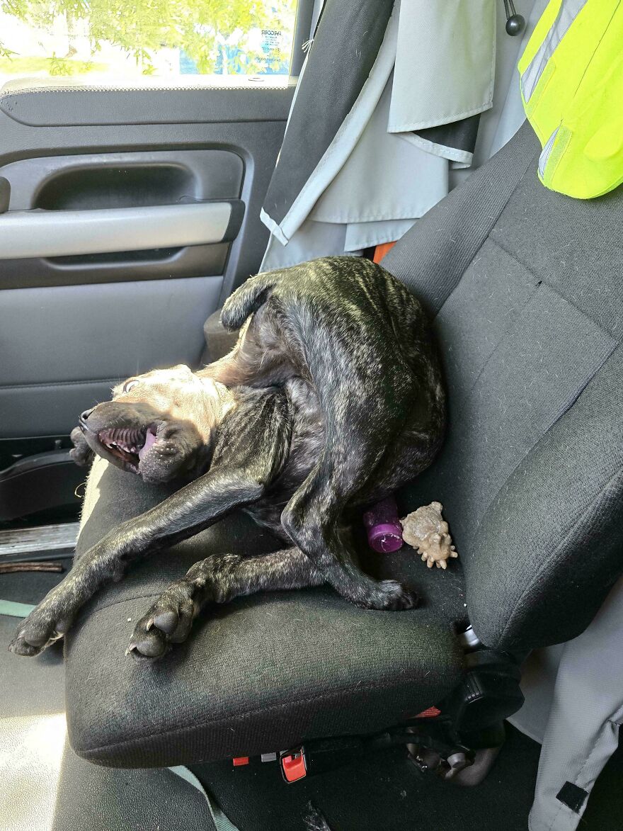 A brindle derpy dog contorted in a car seat with toys, looking cute and assembled wrong.