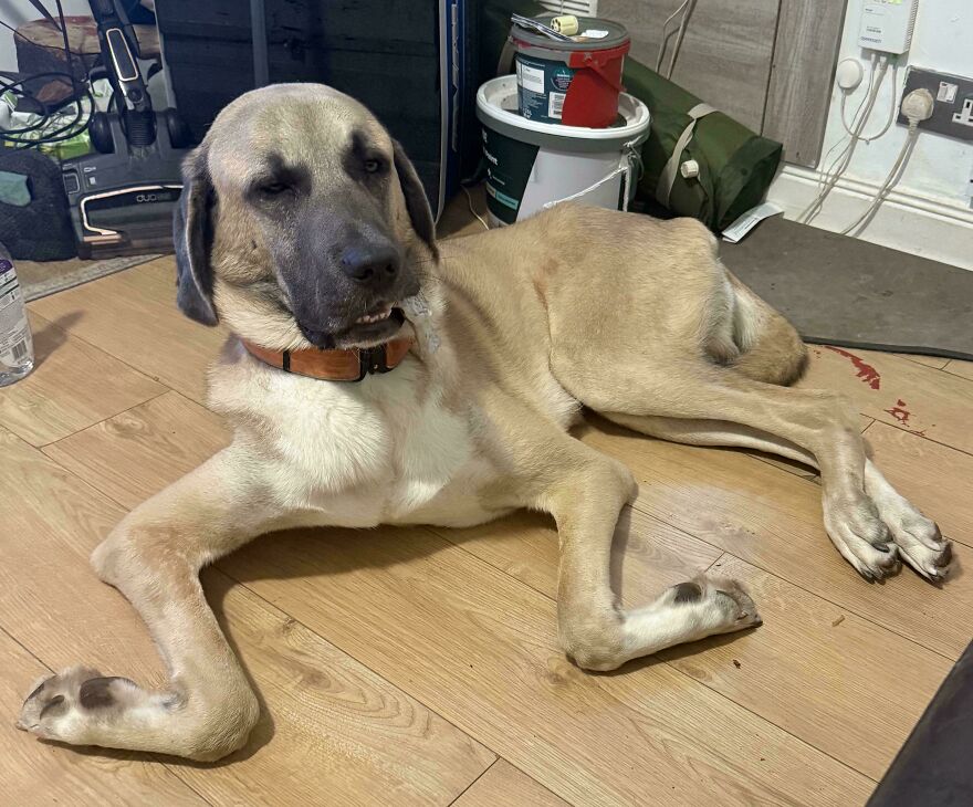 A large, tan derpy dog with a collar lying awkwardly on a wooden floor, looking cute and assembled wrong.