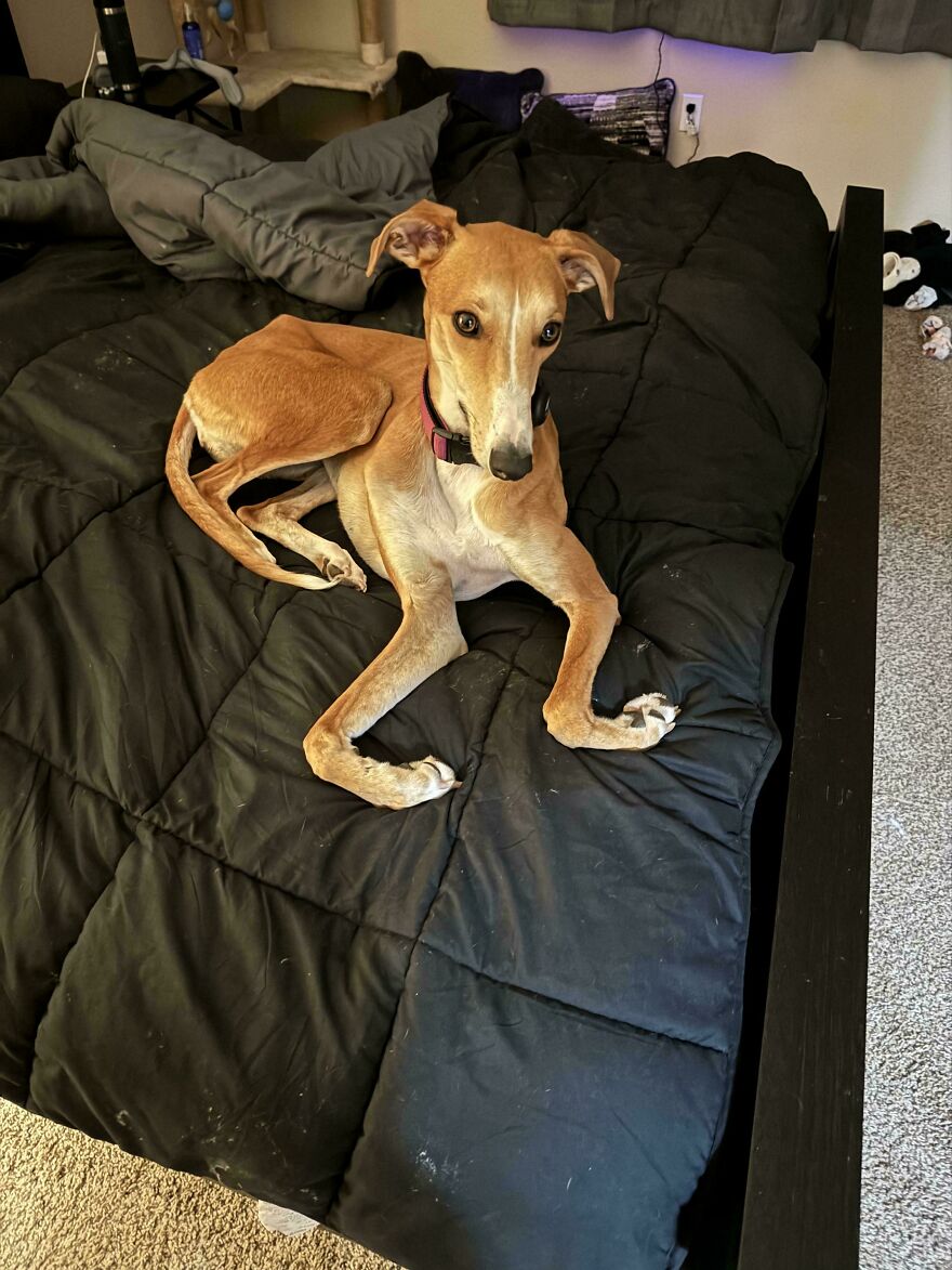 A tan whippet dog with bent legs lying on a black bed, looking like one of the cute and derpy pets.