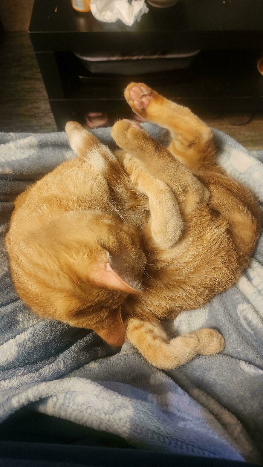 An orange derpy cat curled up in a tight ball on a blue blanket, looking cute and assembled wrong.