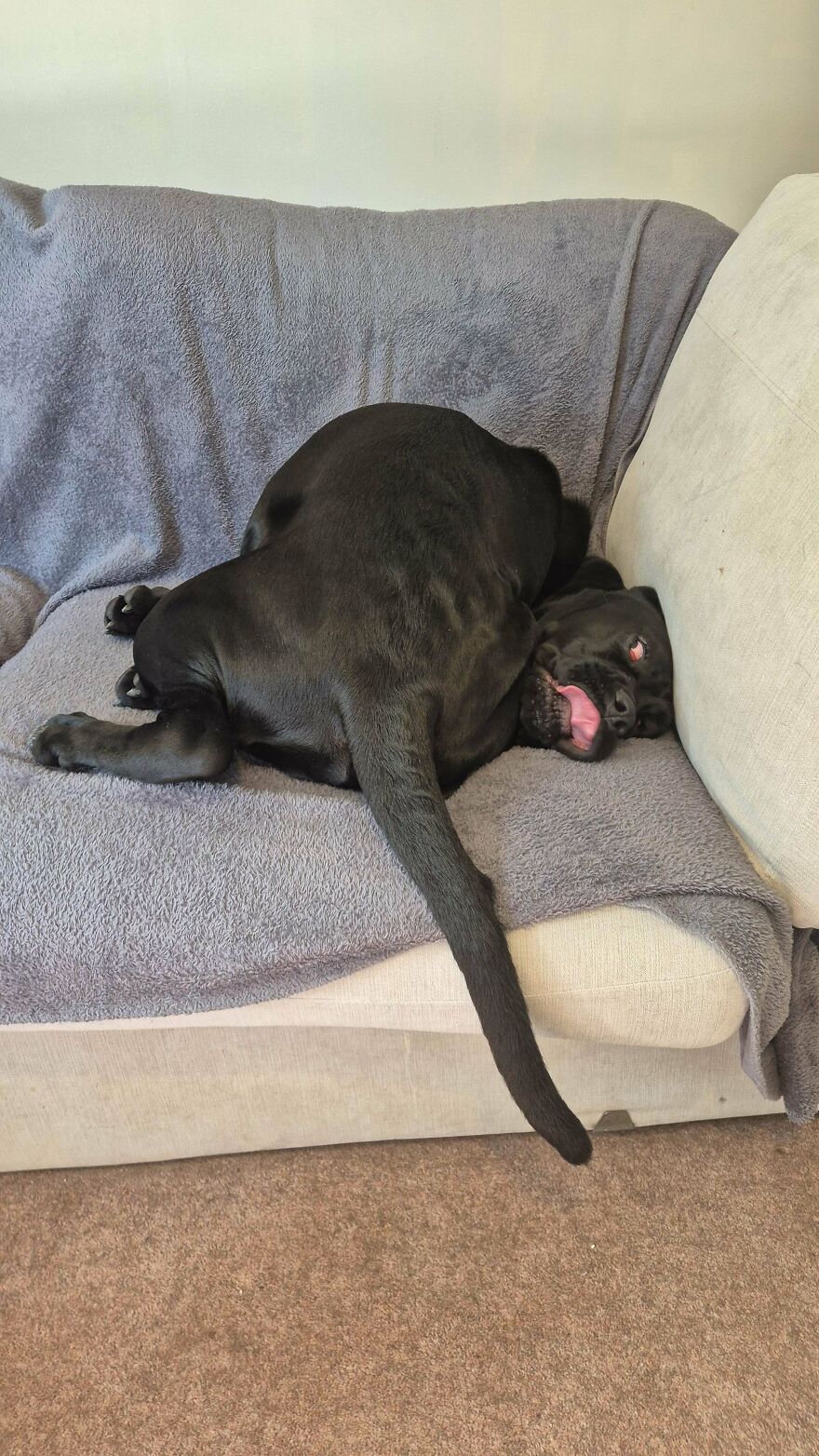 A cute and derpy pet dog sleeping soundly on a gray sofa with its tongue out.