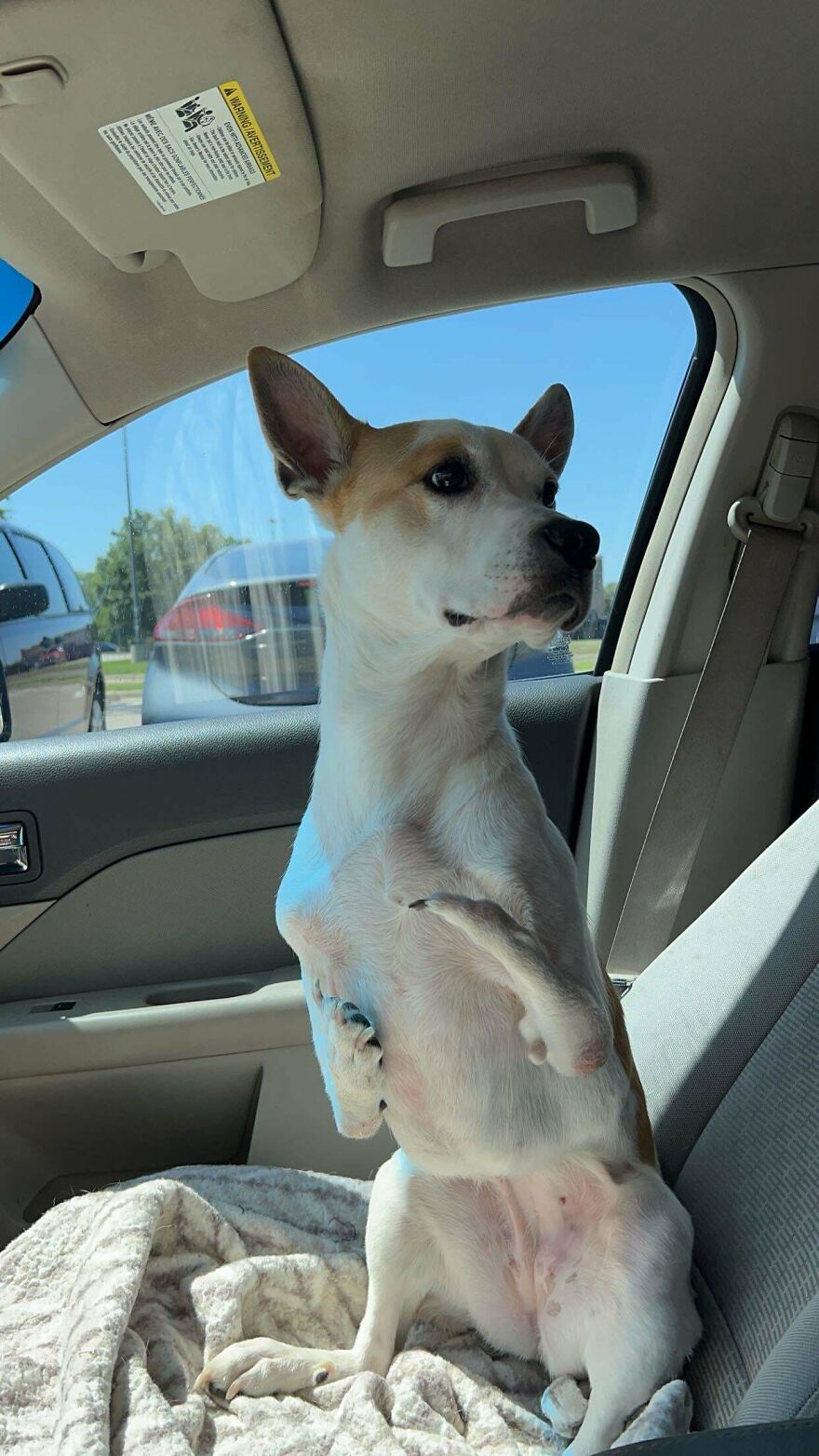 A cute and derpy pet dog sitting in a car like it was assembled wrong, looking out the window.