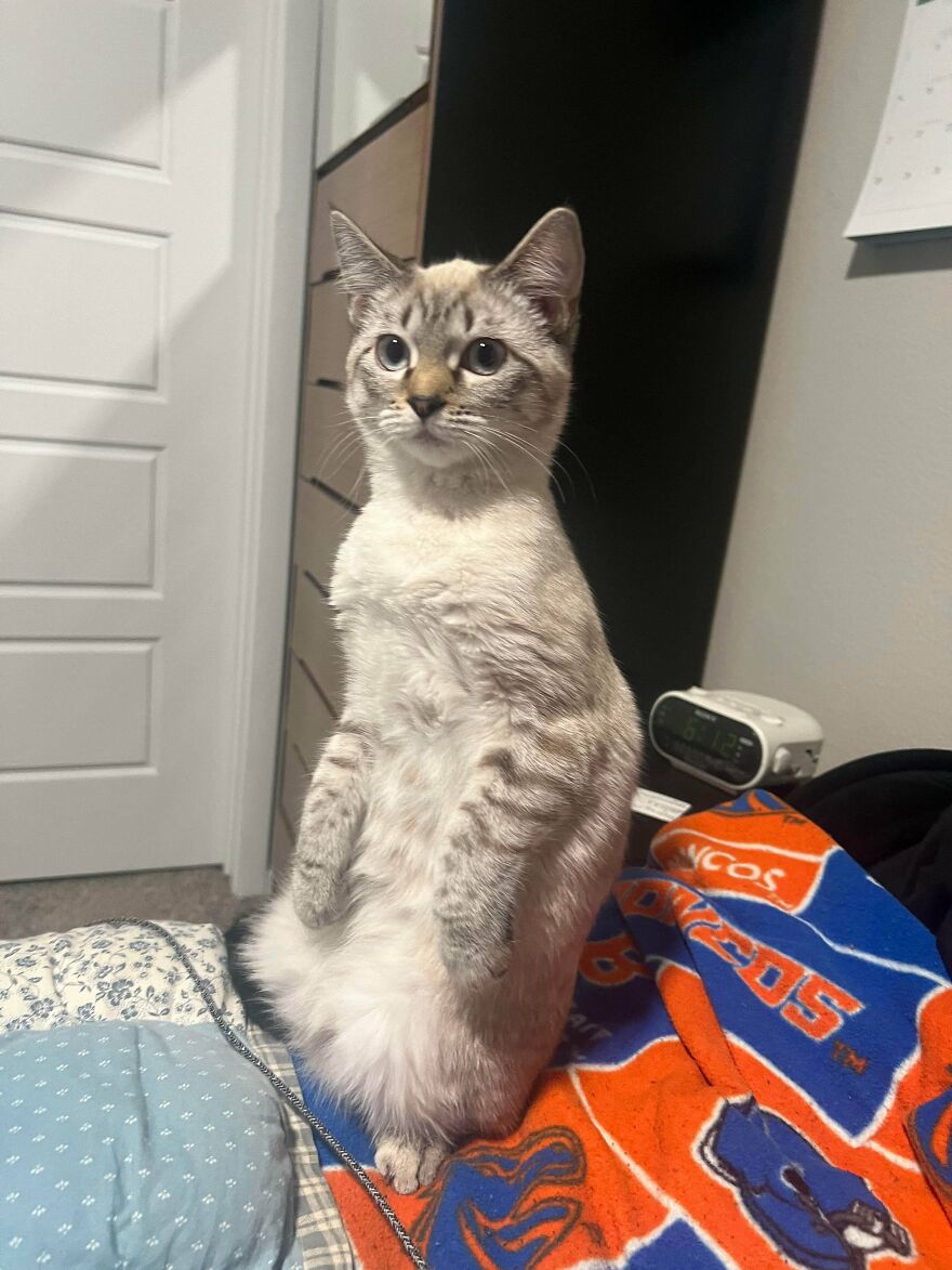 A cute and derpy pet cat stands on its hind legs on a colorful blanket.