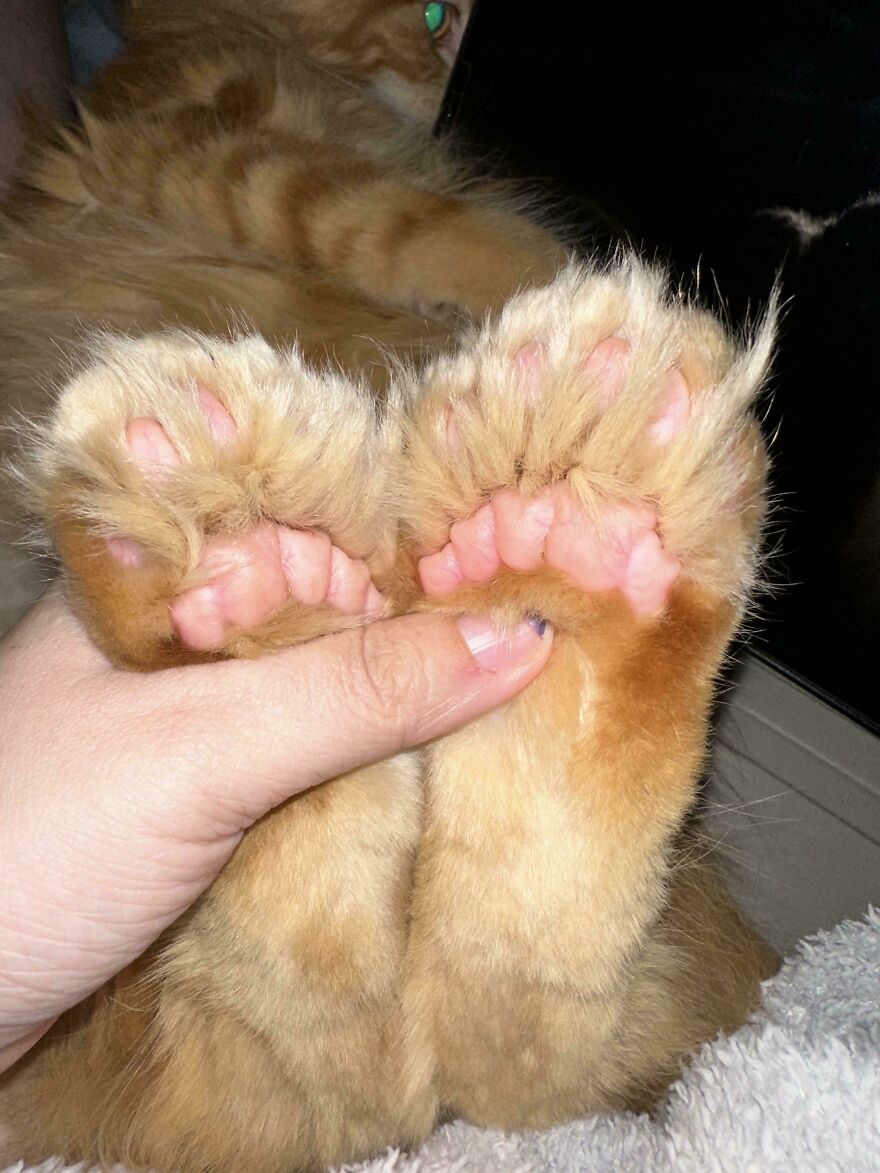 A person holding the fluffy orange paws of a cat, showcasing its cute and derpy pet features.