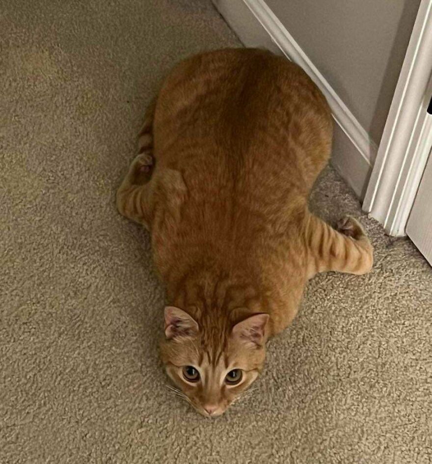 An orange cat lying flat on the carpet, looking like a cute and derpy pet.
