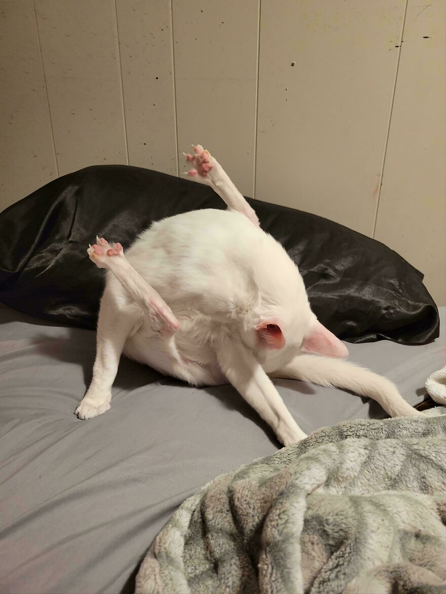 A white cat in an awkward pose on a bed, appearing to be one of the cute and derpy pets.