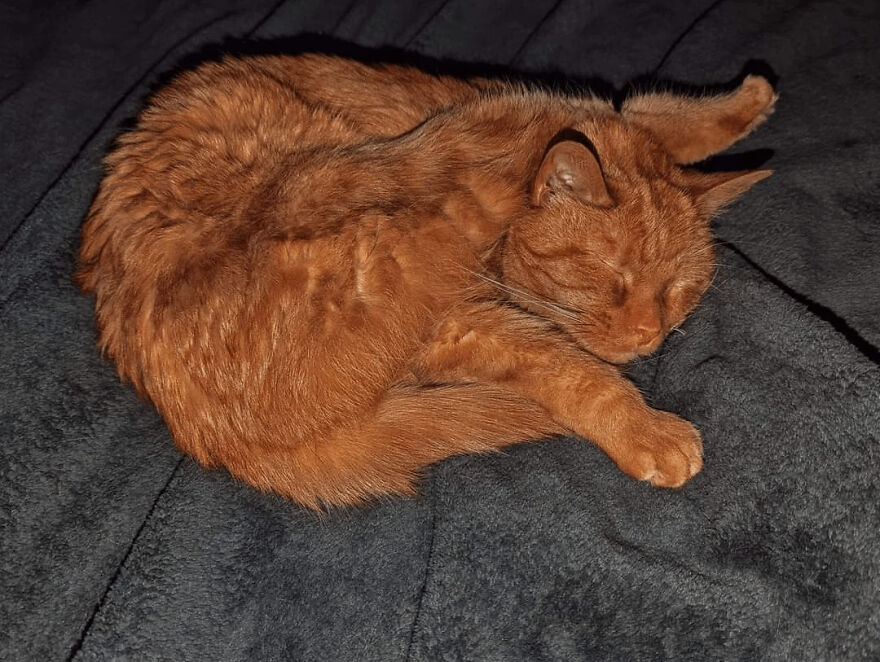 An orange cat curled up sleeping on a dark blanket, resembling a derpy pet.