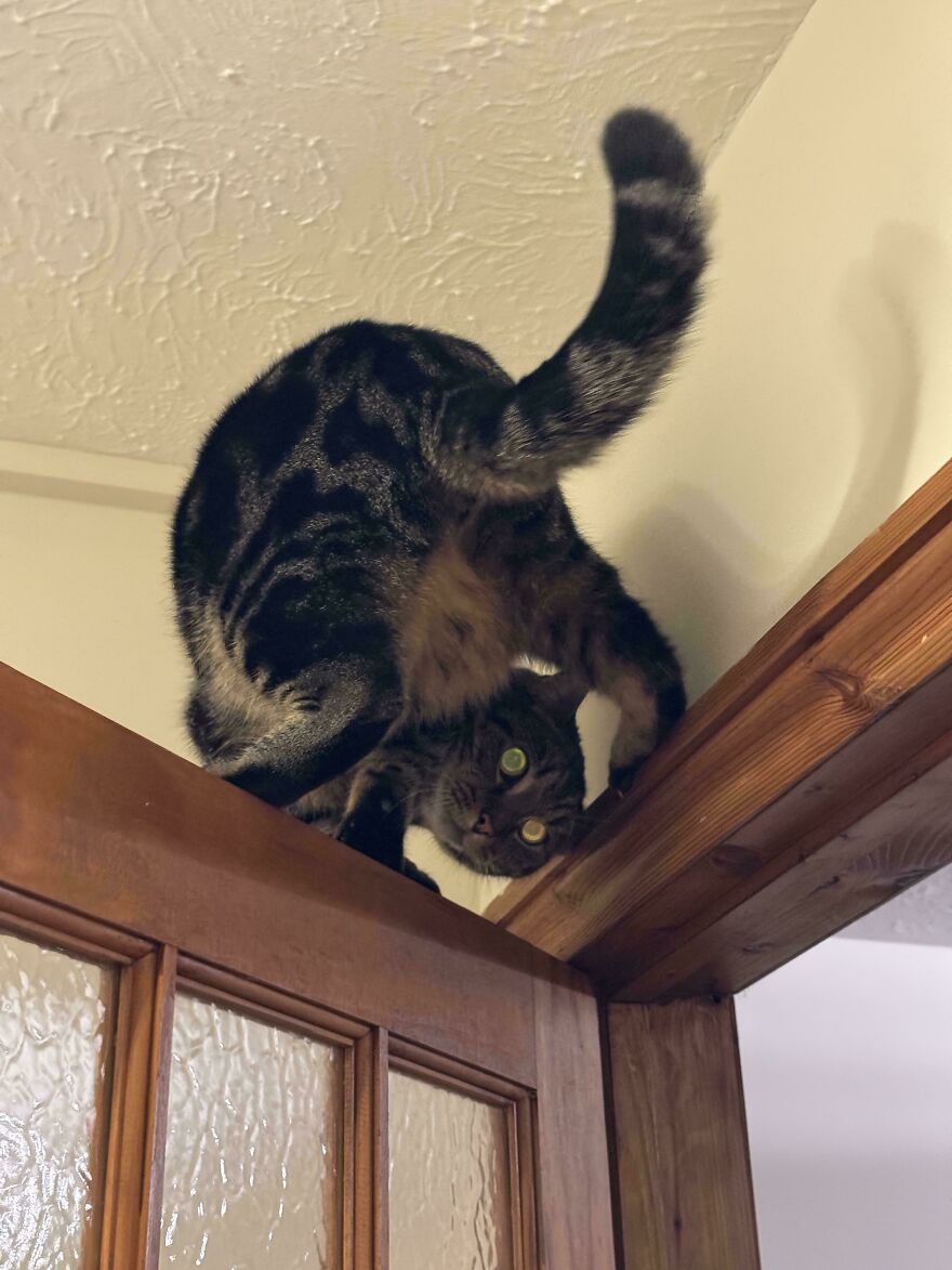 A tabby cute pet, a cat, is perched derpily on a door frame, upside down and looking at the camera.