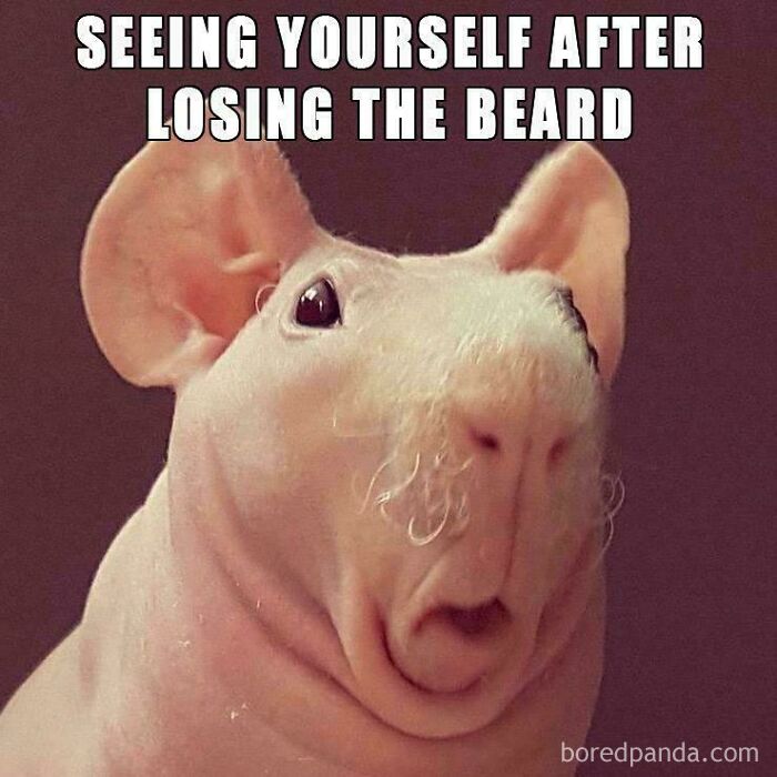 A hairless guinea pig with a surprised expression, an ancient meme about losing a beard.