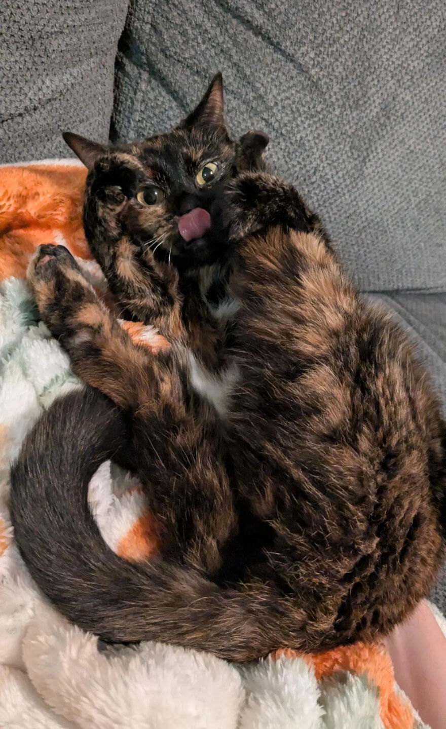 A brown and black cute pet, a cat, lays on a blanket, looking derpy with its tongue out.