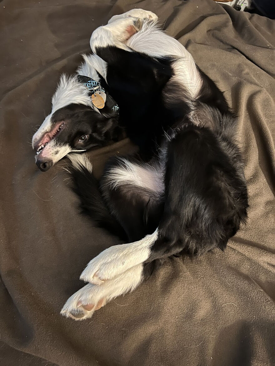 A black and white cute pet, a dog, lies on its back on a brown blanket, looking derpy with its teeth showing.