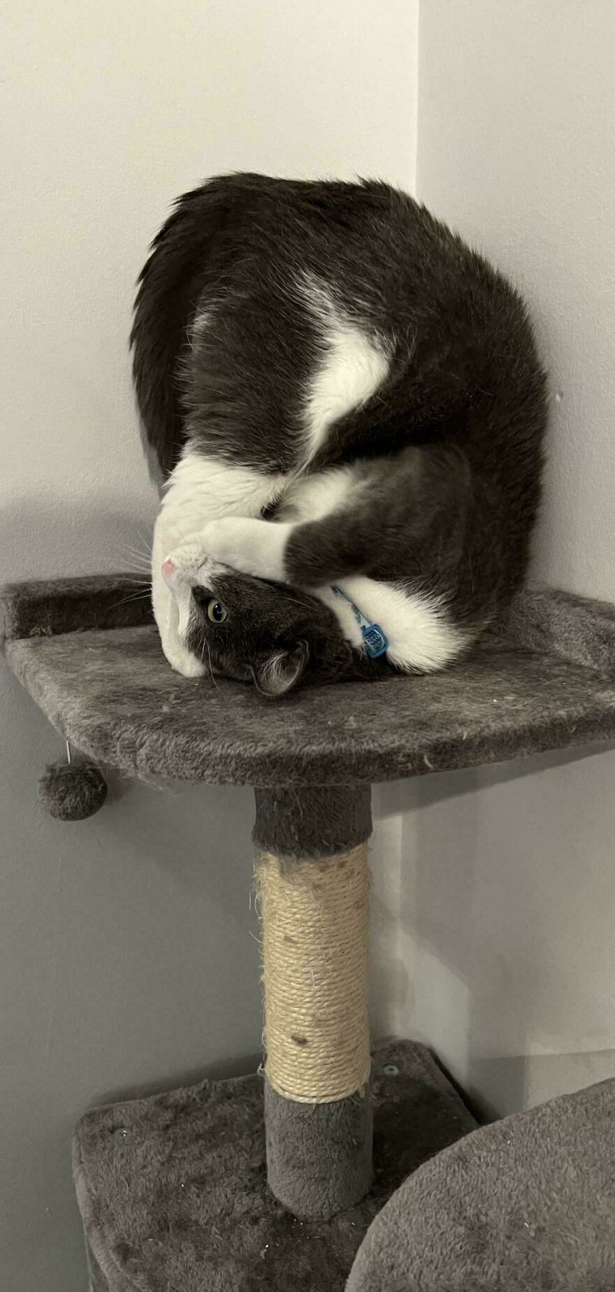 A cute and derpy pet cat curled into a ball on a cat tree, looking like it was assembled wrong.
