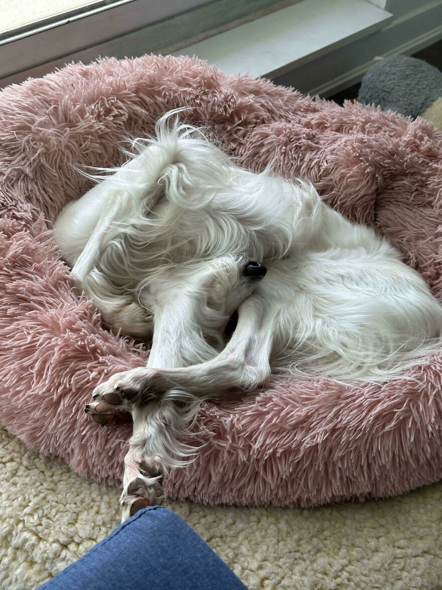 A cute and derpy pet dog curled up in a fluffy pink bed looking like it was assembled wrong.