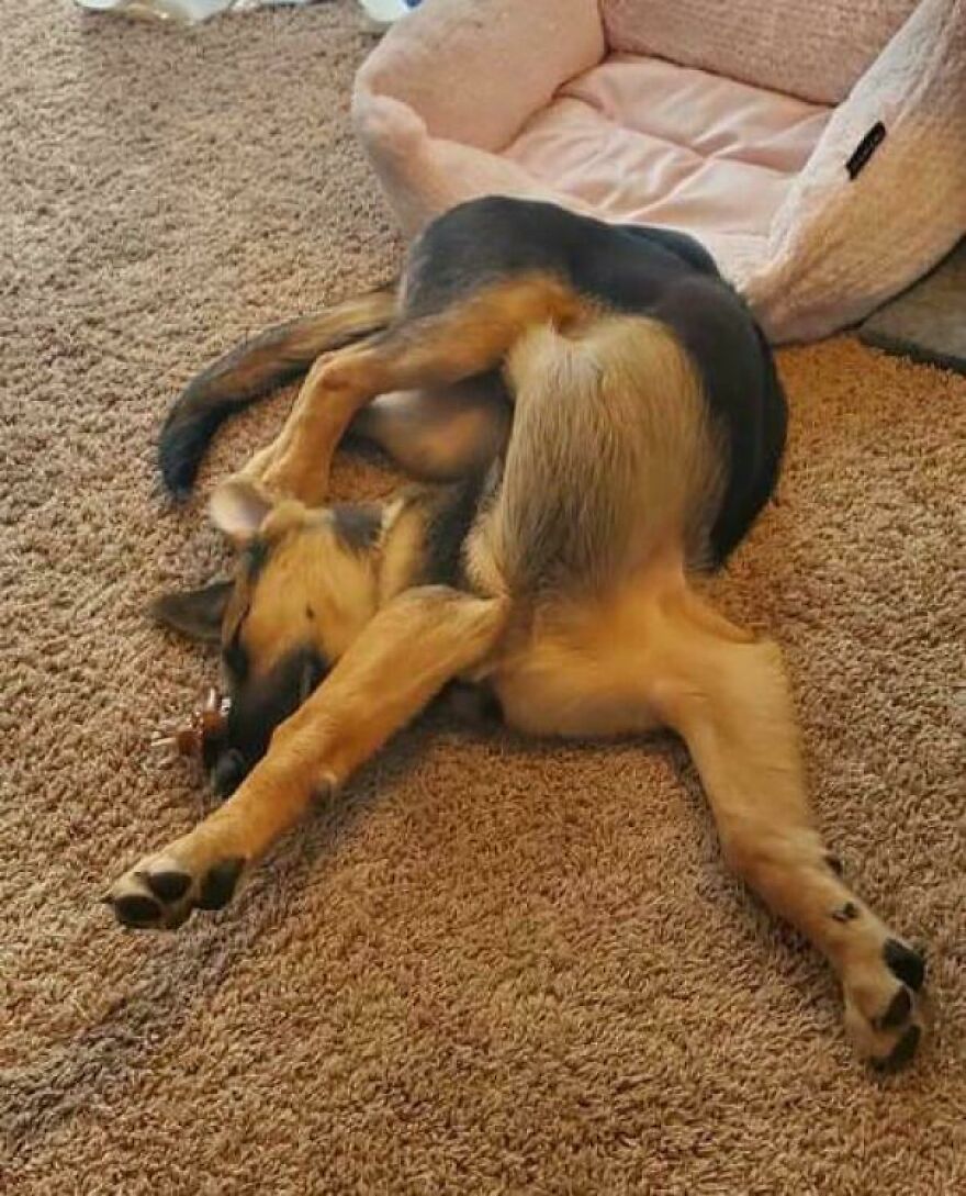 A derpy pet, a German Shepherd dog, is laying on its back with all its legs bent at odd angles.