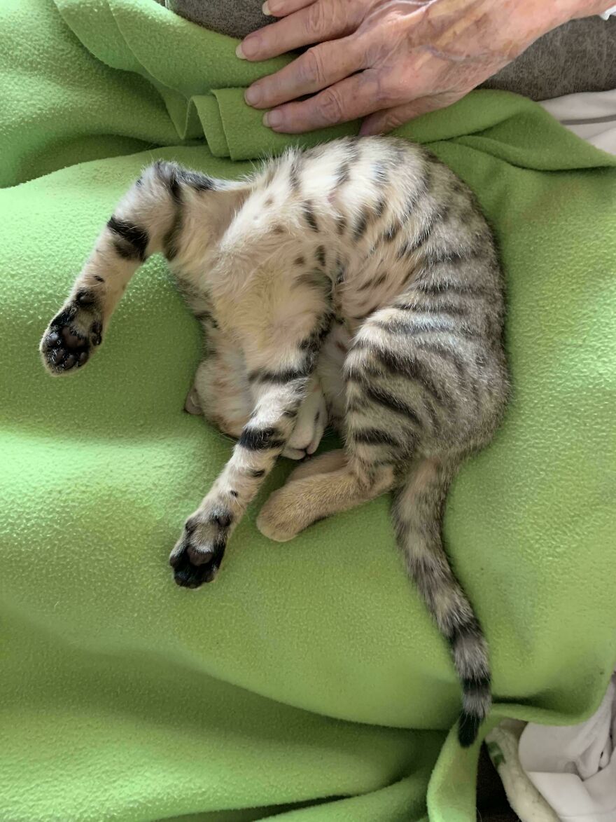 A cute and derpy tabby kitten curled up on a green blanket, looking like it was assembled wrong.
