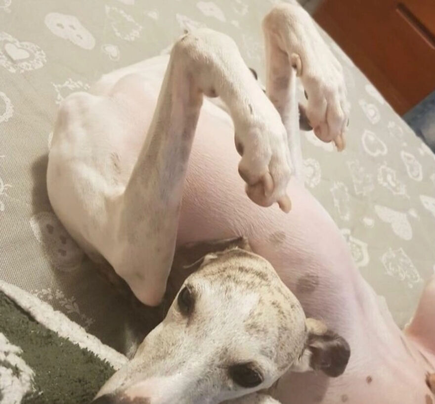A cute and derpy white dog lying on its back with legs in the air, looking like it was assembled wrong.