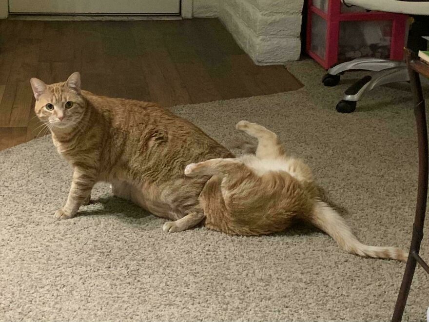 Two cute and derpy cats, one sitting and one lying on its back, looking like they were assembled wrong.