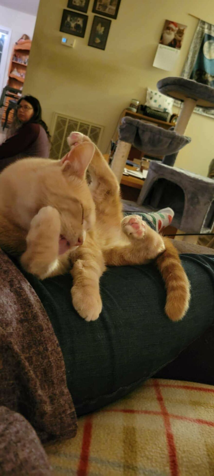 A cute and derpy cat cleaning itself, looking like it was assembled wrong.
