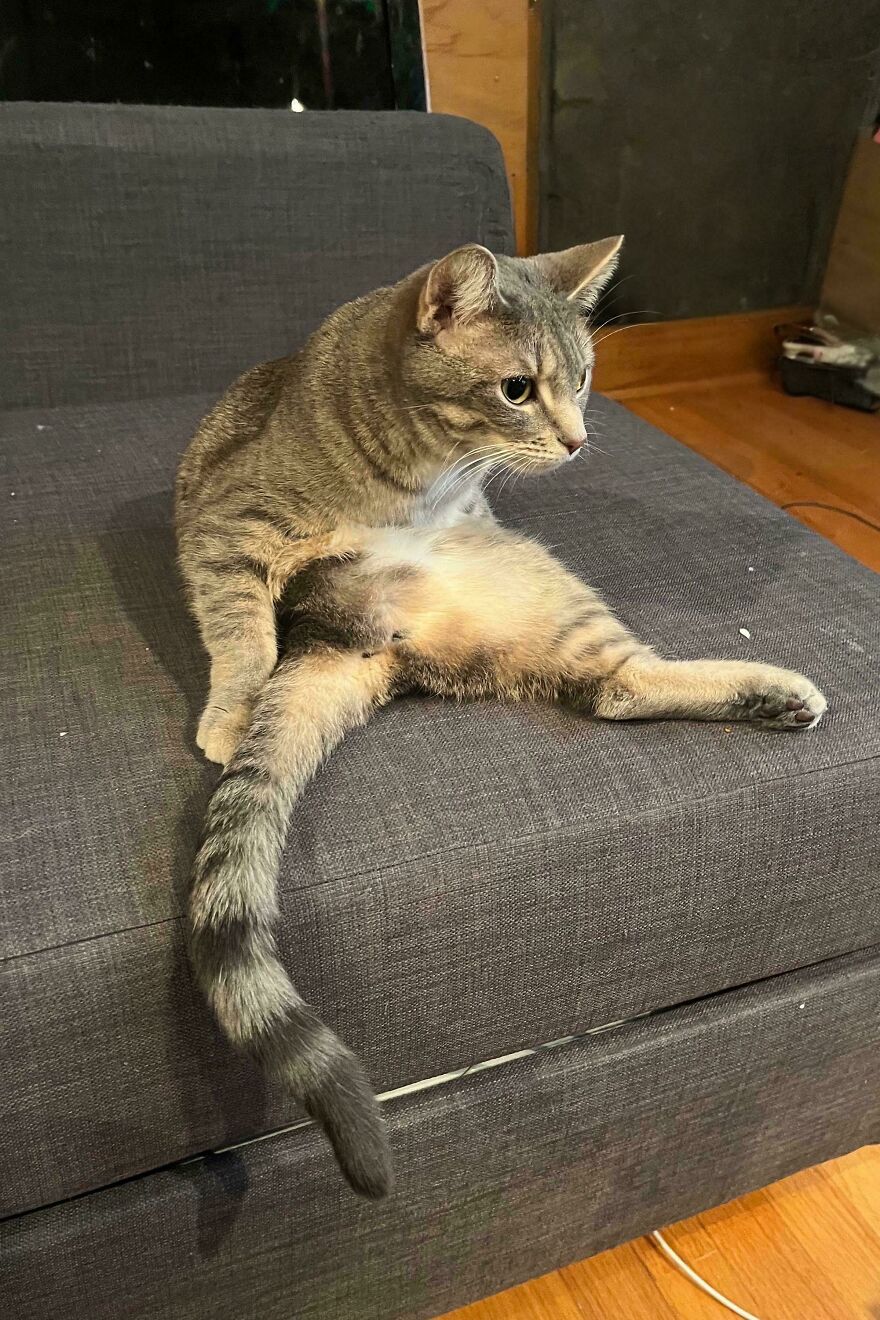 A striped gray cute pet, a cat, sits derpily on a gray couch with its legs spread out.