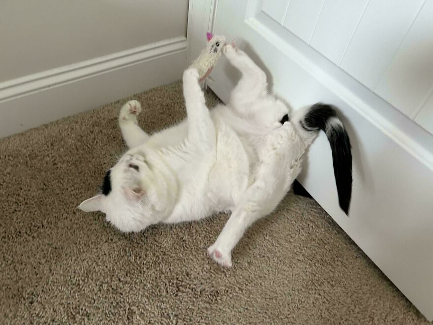 A white and black cute pet, a cat, lies on its back on a carpet, looking derpy while playing with a toy.