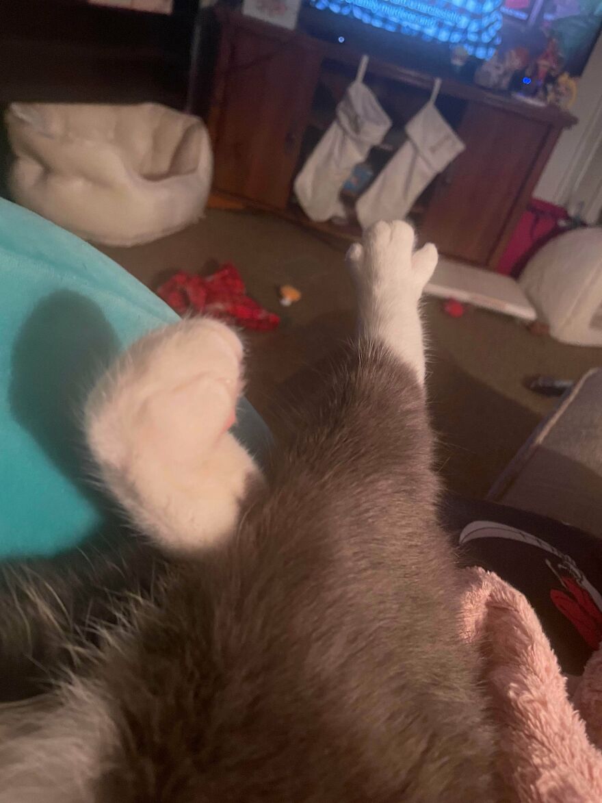 A cute and derpy pet cat's legs, a grey and white cat, stretched out and relaxed on a blue pillow.