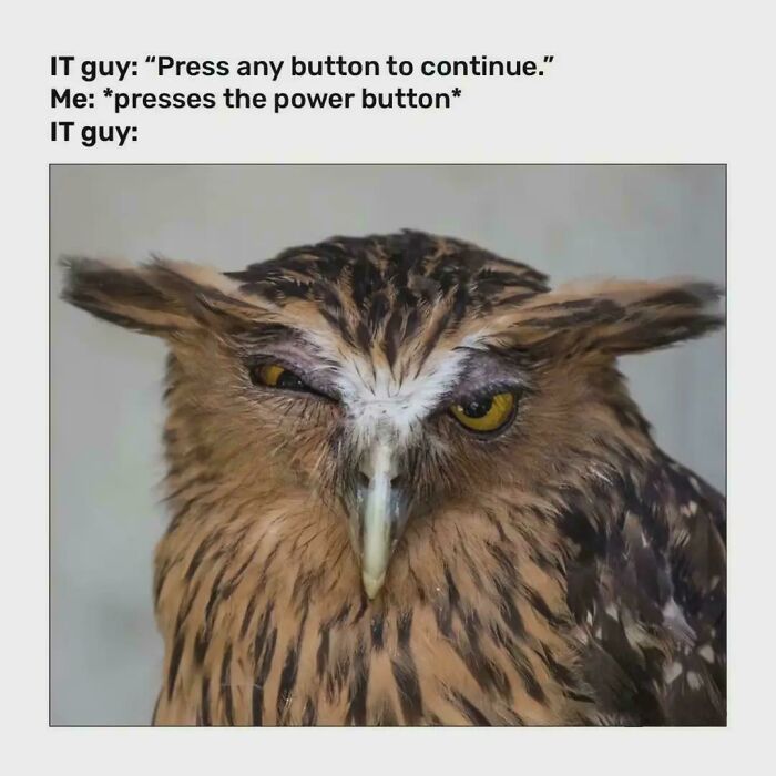 An ancient meme featuring an owl looking unimpressed at the text IT guy: Press any button to continue. Me: *presses the power button* IT guy: