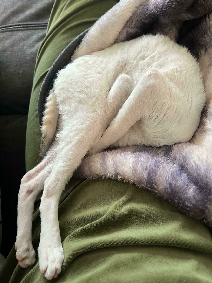 A cute and derpy pet cat, a white cat, sleeping curled up on a purple blanket.
