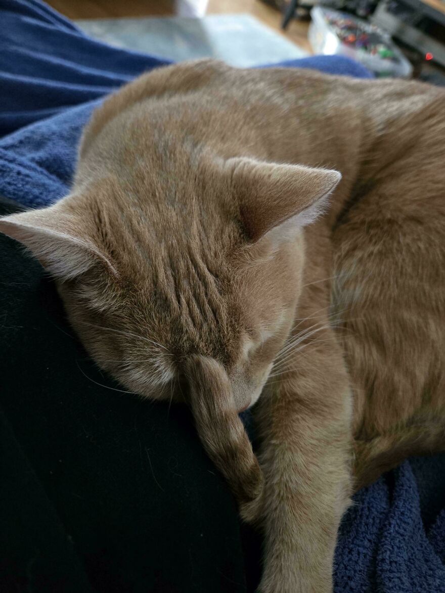 A cute and derpy pet cat sleeping with its head tucked under its paw on a blue blanket.