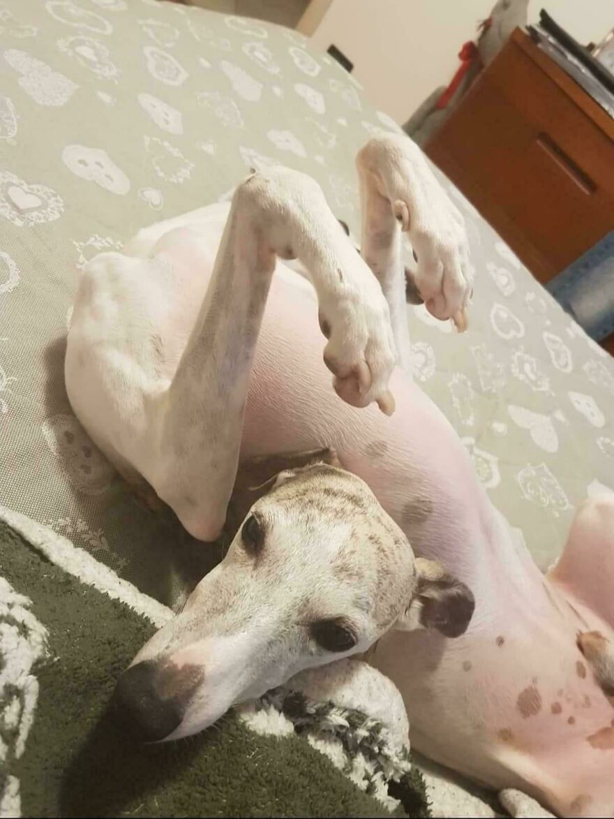 A white whippet dog with light brown markings is lying on its back in a very awkward position, a truly derpy pet.