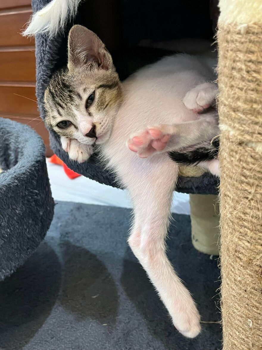 A small, white and tabby kitten is precariously hanging out of a grey cat tree, looking like a derpy pet.