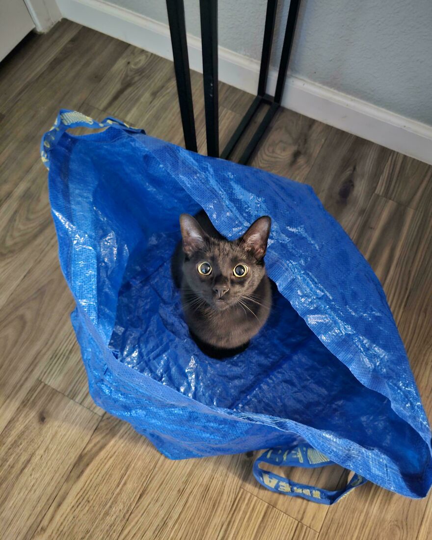 A black cat with wide, golden eyes sits upright inside a blue reusable shopping bag, looking like a cute pet.