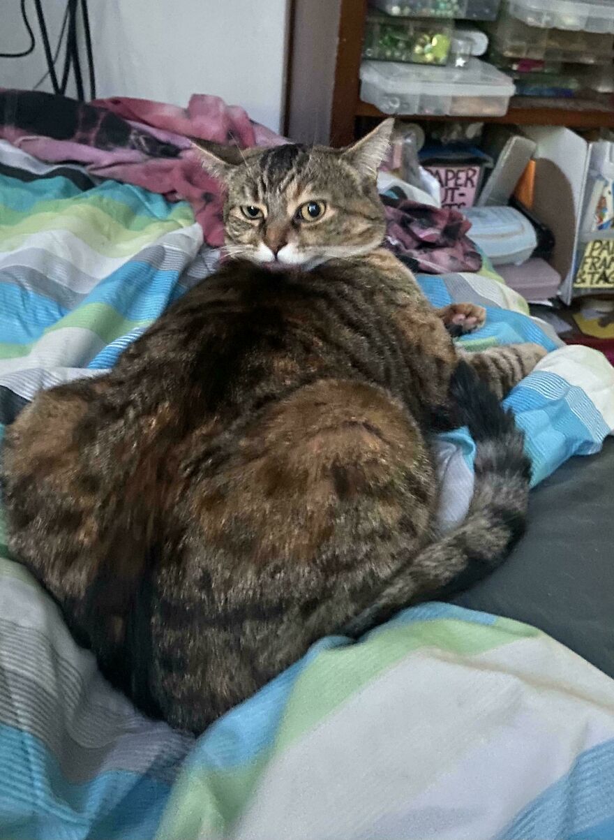 A cute, fluffy brown tabby cat with an unimpressed expression looks over its shoulder while lying on a bed.