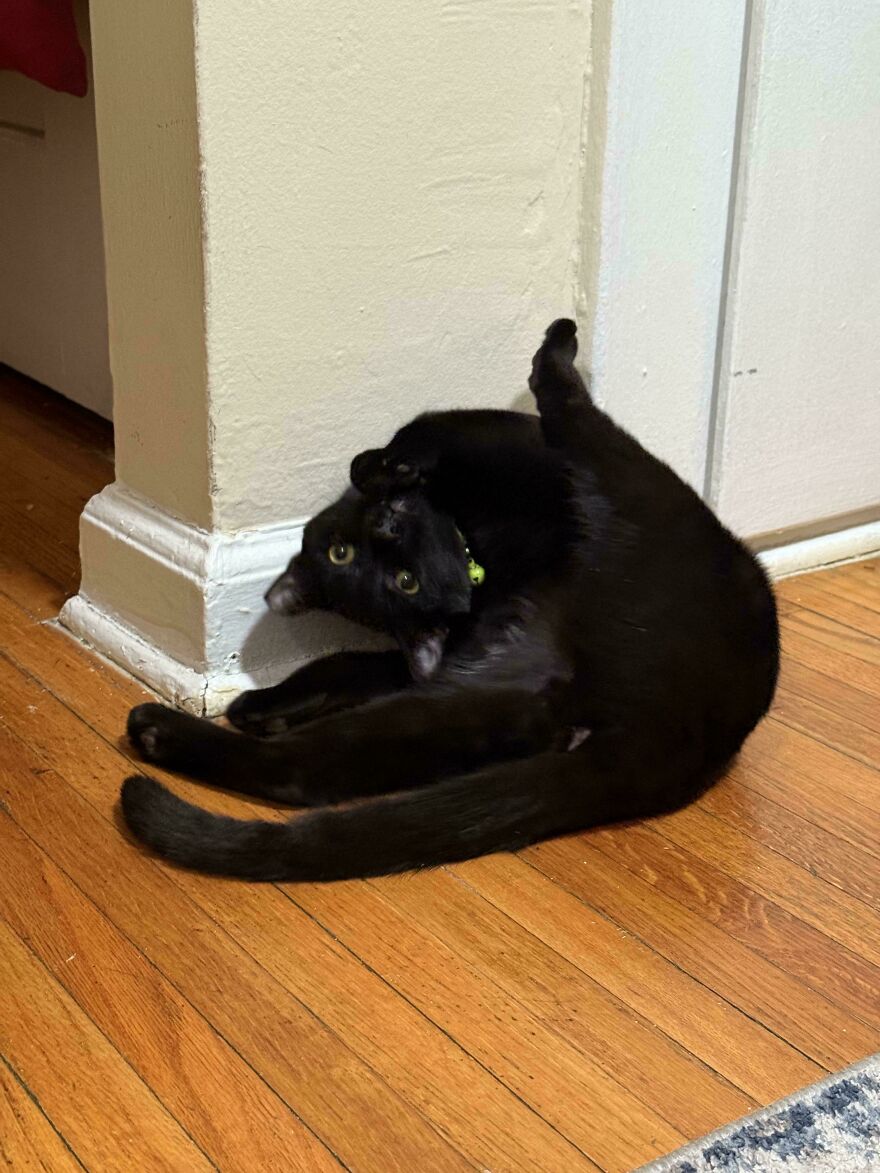 A cute and derpy pet, a black cat, looks comically assembled wrong while looking at the camera.