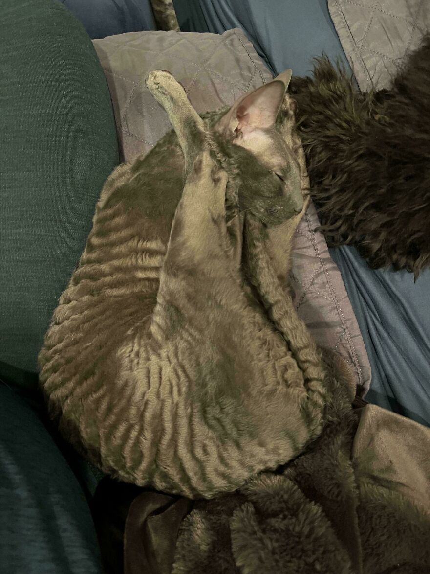 A cute and derpy pet, a textured grey cat, appears oddly assembled wrong while sleeping on a soft bed.