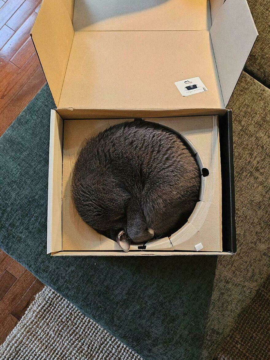 A cute and derpy pet, a gray cat, perfectly curled and assembled wrong in a round box insert.