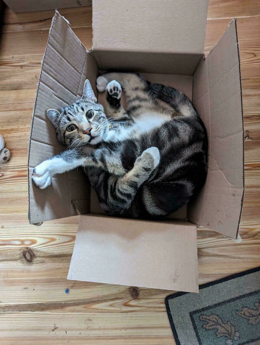 A cute and derpy pet, a tabby cat, looks surprised and playfully assembled wrong inside a cardboard box.