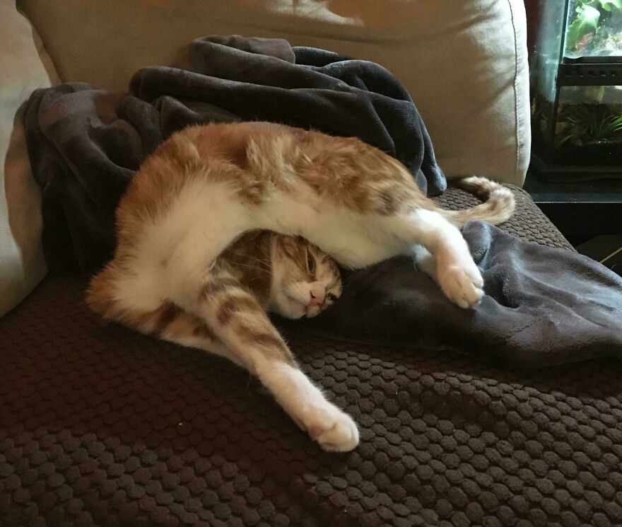 A cute and derpy pet, an orange and white cat, appears to be assembled wrong while curled up on a blanket.