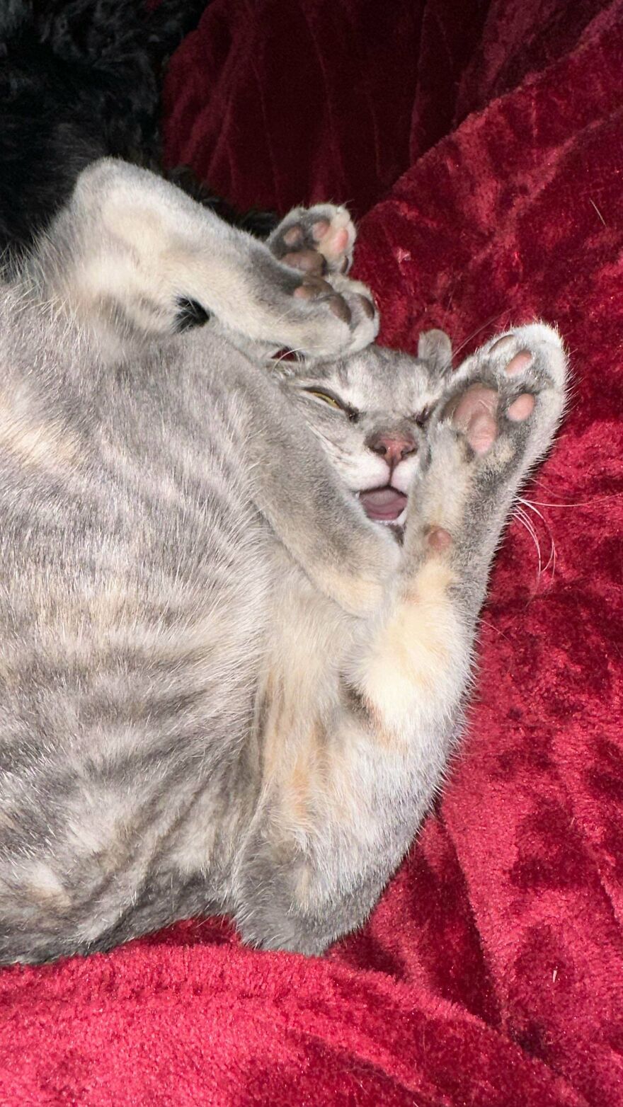A cute and derpy pet cat, a grey tabby cat, lying on its back with paws covering its face.