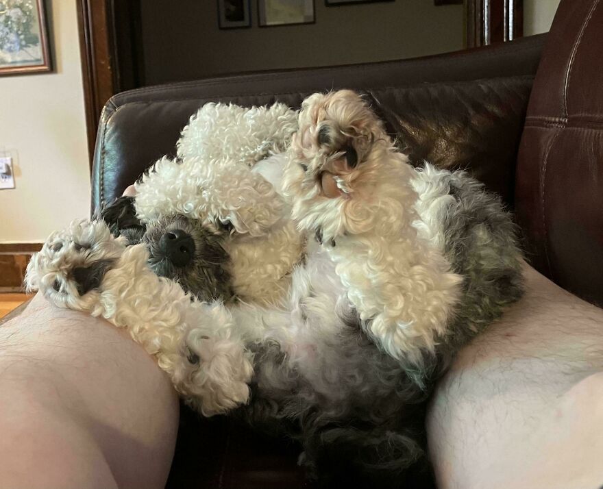 A cute and derpy pet dog with curly white and grey fur, lying on its back on a person's lap.