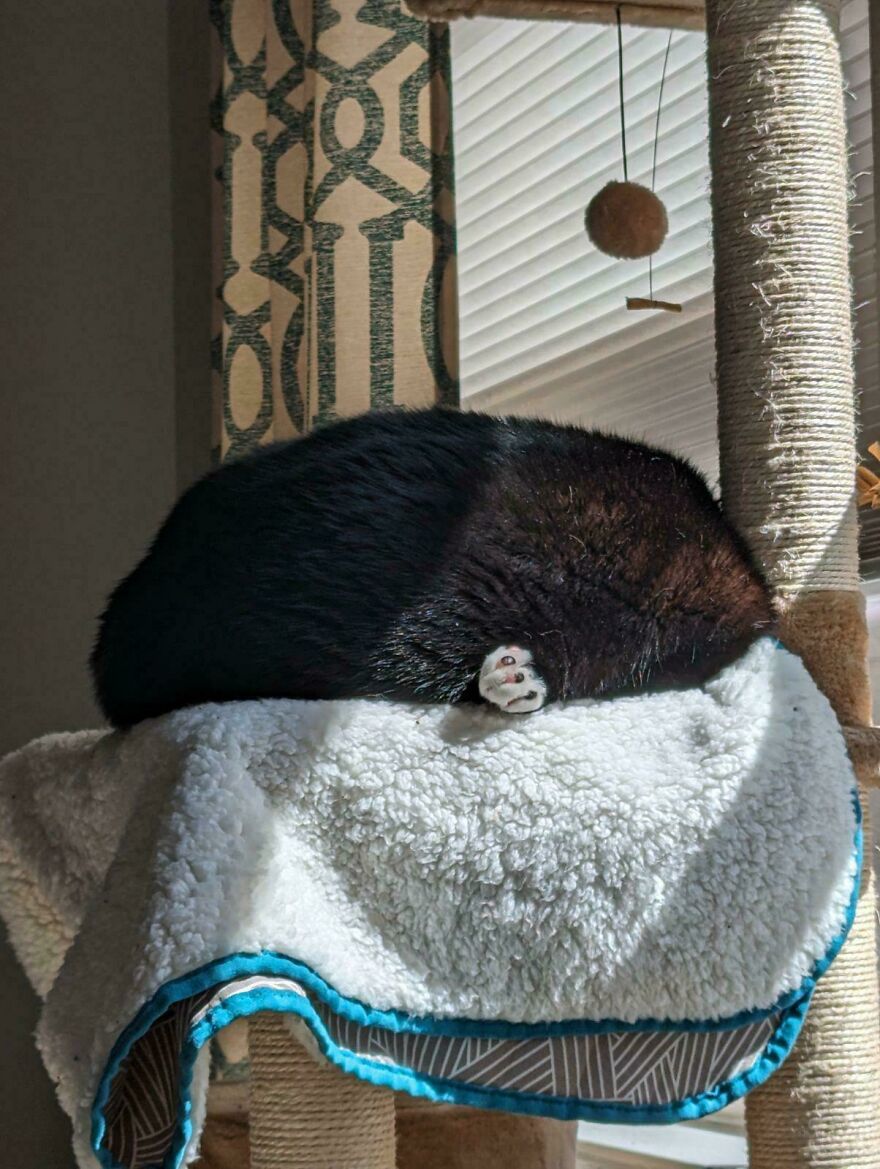 A black cat, a derpy pet, curled up on a fluffy white blanket, with one paw adorably peeking out.