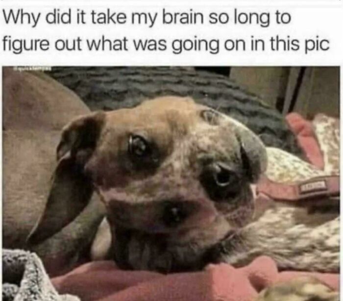 A puppy with a smushed, sad face. This image is one of the ancient memes that still crack people up.