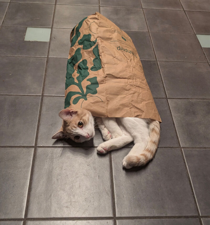 A cute, derpy pet cat peeks out from a crumpled paper bag on a tiled floor.
